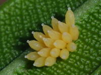 Caenocoris nerii, eggs  5852