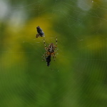 Araneus diadematus, spider web  5885