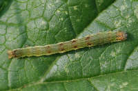 Acontia sp., caterpillar  5918