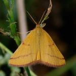 Lythria purpuraria, male  5920