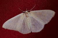 Phaiogramma faustinata, bleached out  5948