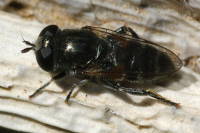 Eumerus sp., female  5967