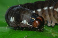 Eupsilia transversa, caterpillar  6085
