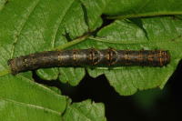 Phigalia pilosaria, caterpillar  6087