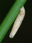 cf. Coleophoridae sp.  6112