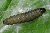 cf. Hedya nubiferana, caterpillar  6187