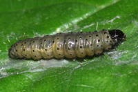 cf. Hedya nubiferana, caterpillar  6188