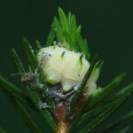 Adelges sp., plant gall  6190
