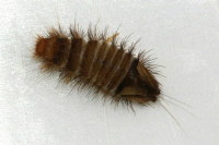 Anthrenus sp., larva  6286