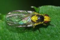Phytoliriomyza melampyga