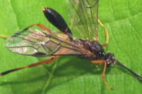 Zele albiditarsus, male  6362