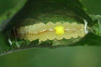 Roeslerstammia erxlebella, male caterpillar  6465