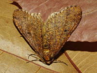 Erannis defoliaria, male  6531