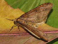 Erannis defoliaria, male  6532