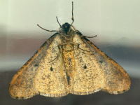Erannis defoliaria, male  6539