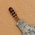 Phereoeca allutella, caterpillar  6587