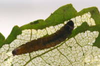 Metendothenia atropunctana, caterpillar  6667