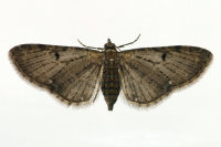 Eupithecia virgaureata, female  6696