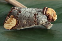 Phalera bucephala  6712