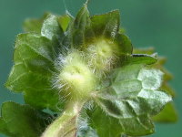 Liposthenes glechomae, plant galls  6731