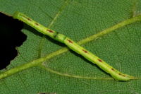 cf. Chloroclysta siterata, caterpillar  6738