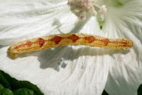 Eupithecia satyrata, caterpillar  6771