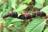 Deilephila elpenor, caterpillar  6809
