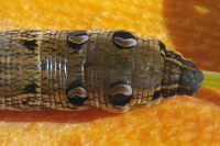 Deilephila elpenor, caterpillar  6813