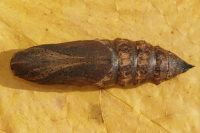 Deilephila elpenor, pupa  6817