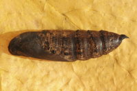 Deilephila elpenor, pupa  6818