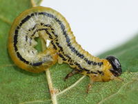 Hemichroa crocea, larva  6825