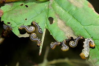 Hemichroa crocea, larvae  6832