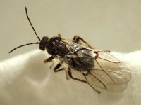 Cynips quercusfolii, female  6859