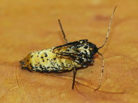 Erannis defoliaria, female  6880