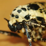 Erannis defoliaria, female  6881