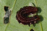 Eupsilia transversa, parasitised caterpillar  6930