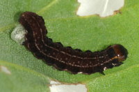 Eupsilia transversa, parasitised caterpillar  6931