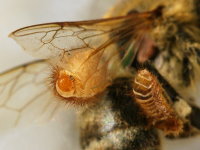 Anthrenus verbasci, larva with exuvia  6933