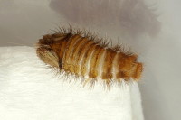 Anthrenus verbasci, larva  6937