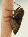 Agriopis marginaria, female  6947