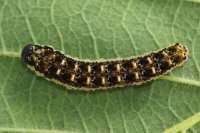 Tenthredo bipunctula, larva  7087