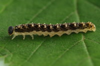 Tenthredo bipunctula, larva  7088