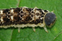 Tenthredo bipunctula, larva  7089