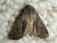 Agrotis segetum, female  7135