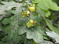 Andricus quercuscalicis, plant galls  7174