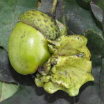 Andricus quercuscalicis, plant gall  7175