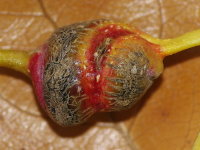 Pemphigus (Pemphigus) spyrothecae, plant gall  7226