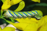 Acherontia atropos, caterpillar  7247
