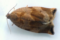 Archips crataegana, female  7304