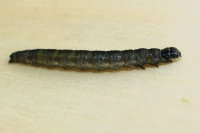 Archips crataegana, caterpillar  7310